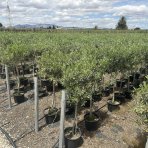 Olivovník európsky (Olea europaea) ´LECCINO´- výška 90-100 cm, kont. C5L – na kmienku (-12°C)